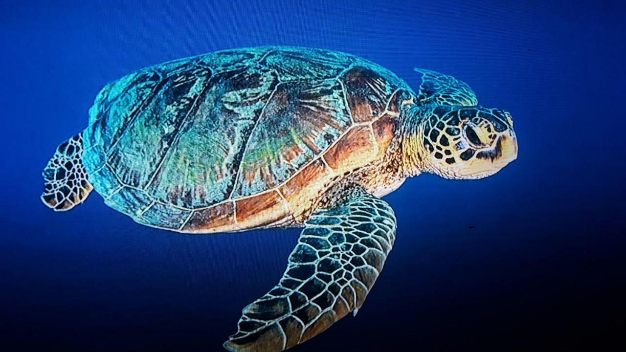 Jepun Bungalows Gili Meno Ngoại thất bức ảnh